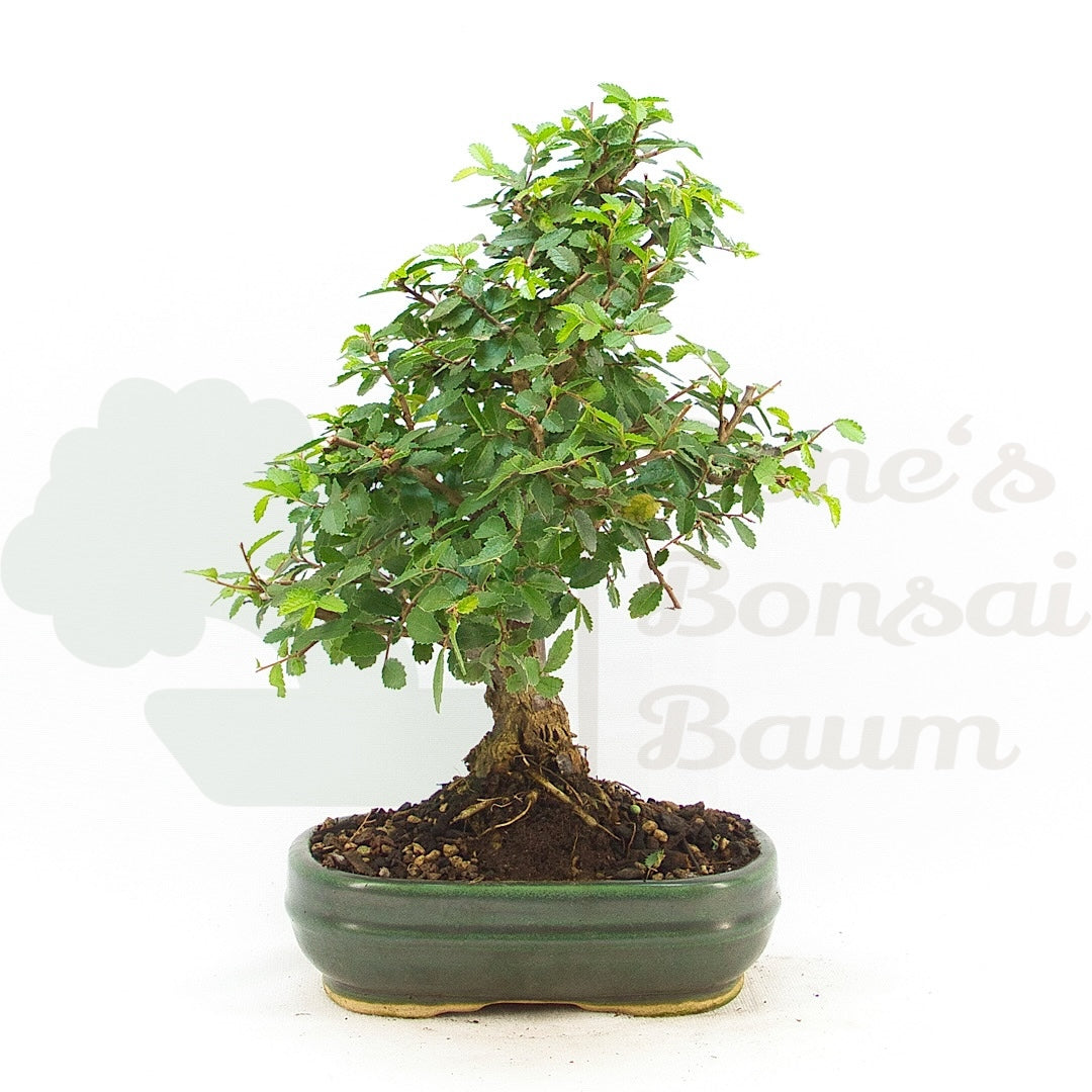 Japanische Ulme 'Ulmus japonica'